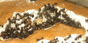 nid BC 5, [Blog] Les Messor capitatus d'Ookami