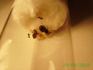 29 sept. (6), [Blog] Lasius niger (de David)