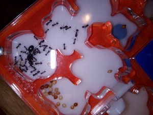 Gyne, Gyne Messor sur le dos