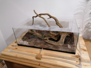 ADC XL4, [Blog] Camponotus vagus de Mic