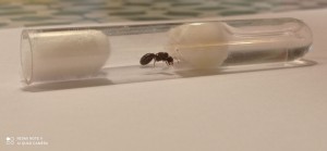 Demeter 2, BLOG Messor wasmanni