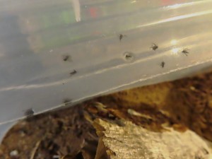 Des moucherons encollés !, Parasites Lasius sp.noire