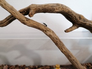 Bois1, [Blog] Camponotus vagus de Mic