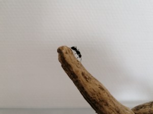 Bois 2, [Blog] Camponotus vagus de Mic