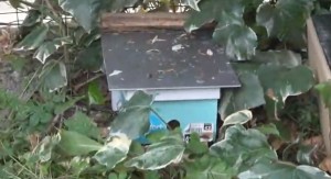 Boite à chaussure transformée en nid de bourdon, "Élevage" de bourdons