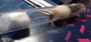 oeufs 1, BLOG Messor wasmanni