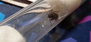 oeufs 4, BLOG Messor wasmanni