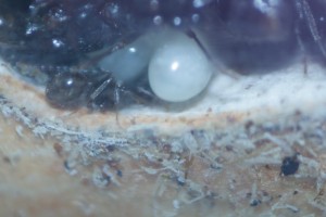 Belle grosse larve !, Les Messor barbarus de DreeZ