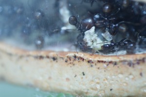 Pain de fourmis, Les Messor barbarus de DreeZ