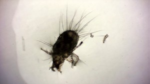 Acarien détritivore au milieu des détritus., Ma lutte contre des acariens détritivores.