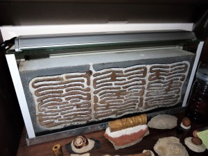 Nid en béton cellulaire de <br />10 cm d'épaisseur celui-ci., Nid en BC