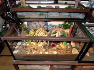 Biorama de mes Camponotus ligniperda., Construction d'un terrarium spécial