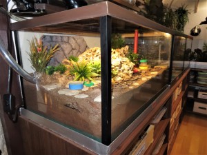 Vu sur le côté gauche., Construction d'un terrarium spécial
