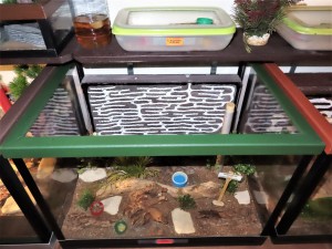 Biorama de mes Formica gagates., Construction d'un terrarium spécial