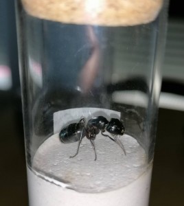 C. H., Identification Camponotus ?