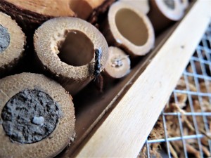 Mini guêpe photographiée en août l'an dernier., Ruchette et Bûche à Abeilles de l'I-D-É-MYR.