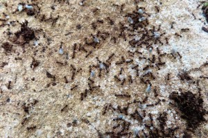 Aphaenogaster subterranea de la combe., [Q/R] Présentation de mes colonies & fondations