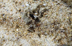 La poignée de fourmis sur le sable., [Blog] Les élevages de l'I-D-É-MYR