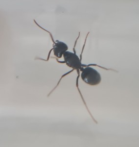 dessus, [Lasius fuliginosus] Besoin d'aide pour identification
