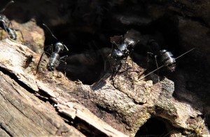 Elles sont énormes !!!, Camponotus vagus en zone industrielle.