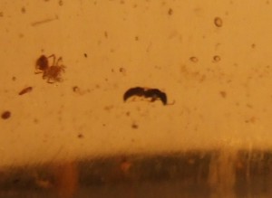 Identification fourmi préhistorique., FP1.JPG