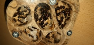 08042022_e, [Blog] Les Camponotus herculeanus d'Ookami
