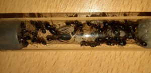 08042022_d, [Blog] Les Camponotus herculeanus d'Ookami