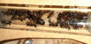 08042022_c, [Blog] Les Camponotus herculeanus d'Ookami