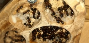 08042022_b, [Blog] Les Camponotus herculeanus d'Ookami