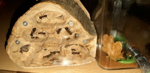 26042022_a, [Blog] Les Camponotus herculeanus d'Ookami