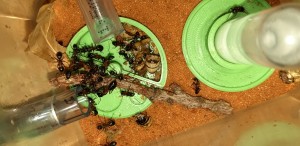 26042022_c, [Blog] Les Camponotus herculeanus d'Ookami