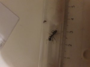 [Camponotus ligniperda] trouvée en forêt, 20220613_214622.jpg