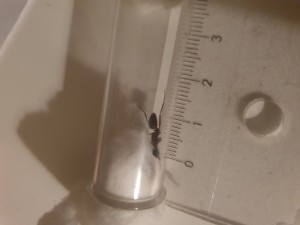 [Camponotus ligniperda] trouvée en forêt, 20220613_214537.jpg