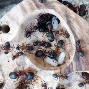 03052022, [Blog] Les Camponotus herculeanus d'Ookami
