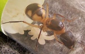 **fin**[Blog] Camponotus substitutus, maculatus.jpg
