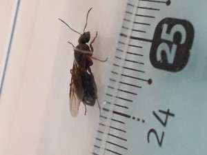 Gyne ?, [Serviformica sp.] Fourmi ailée dans ma piscine