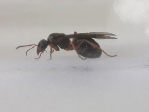 Gyne, [Serviformica sp.] Fourmi ailée dans ma piscine