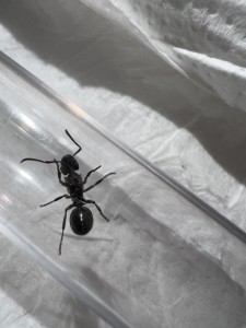vue de dessus, [Polyrachis sp.] Petite reine Camerounaise