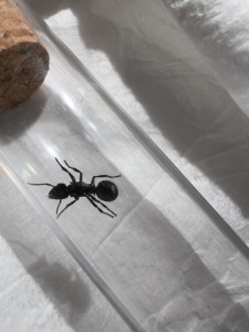 vue dessus 2, [Polyrachis sp.] Petite reine Camerounaise