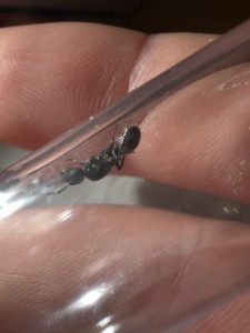 vue cote 2, [Polyrachis sp.] Petite reine Camerounaise