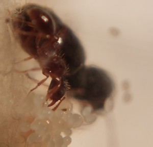 Gyne Strongylognathus testaceus &quot;s'occupant&quot; du couvain, [BLOG] Strongylognathus testaceus