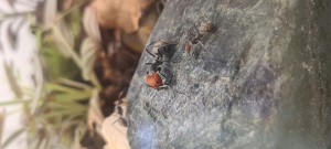 le major montant la garde, [BLOG] Camponotus Singularis