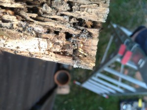 [Temnothorax sp.] Monomorium pharaonis Indentification et conseils, fourmi1.jpg