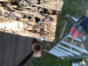 [Temnothorax sp.] Monomorium pharaonis Indentification et conseils, fourmi2.jpg