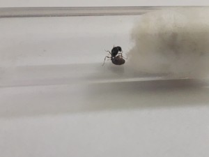 Gyne 1, [Tetramorium sp.] Petites gynes trouvées dans ma piscine