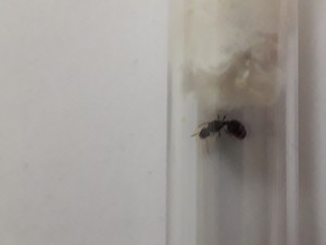 Gyne 1, [Tetramorium sp.] Petites gynes trouvées dans ma piscine