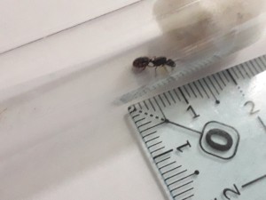 Gyne 2, [Tetramorium sp.] Petites gynes trouvées dans ma piscine