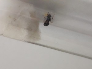Gyne 2, [Tetramorium sp.] Petites gynes trouvées dans ma piscine