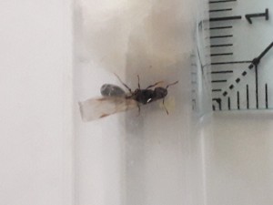 Gyne 3, [Tetramorium sp.] Petites gynes trouvées dans ma piscine