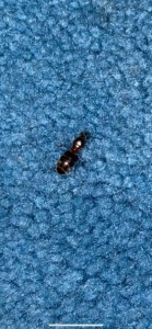 [Lasius emarginatus] Grosses fourmis trouvées en intérieur, image_123986672-2.JPG